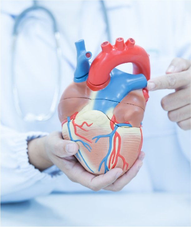 Cardiology
